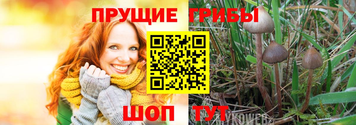 Киселёвск  цена наркотик  Вход с VPN  Псилоцибиновые грибы Magic Shrooms 